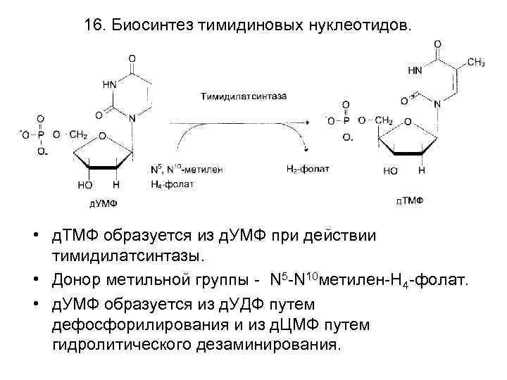 Переваривание нуклеопротеинов и нуклеиновых кислот в жкт