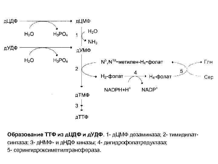 Образование ТТФ из д. ЦДФ и д. УДФ. 1 - д. ЦМФ дезаминаза; 2
