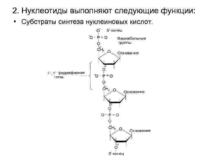 Схема первичной структуры нуклеиновых кислот