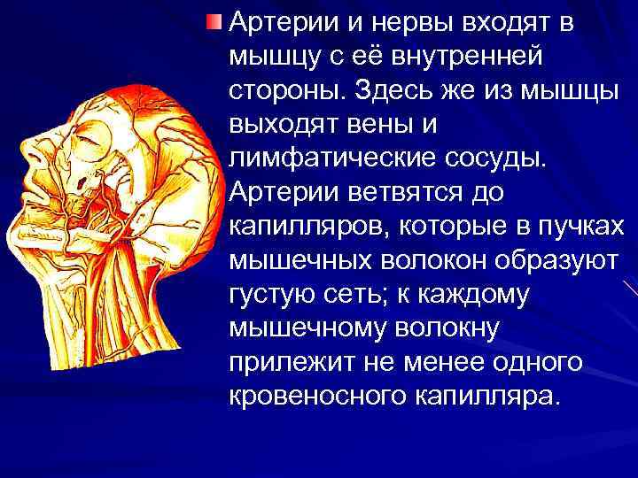 Артерии и нервы входят в мышцу с её внутренней стороны. Здесь же из мышцы