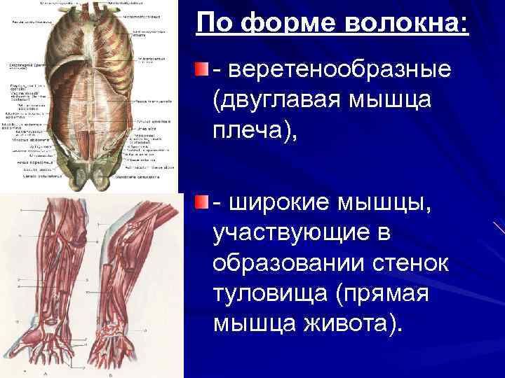 По форме волокна: - веретенообразные (двуглавая мышца плеча), - широкие мышцы, участвующие в образовании