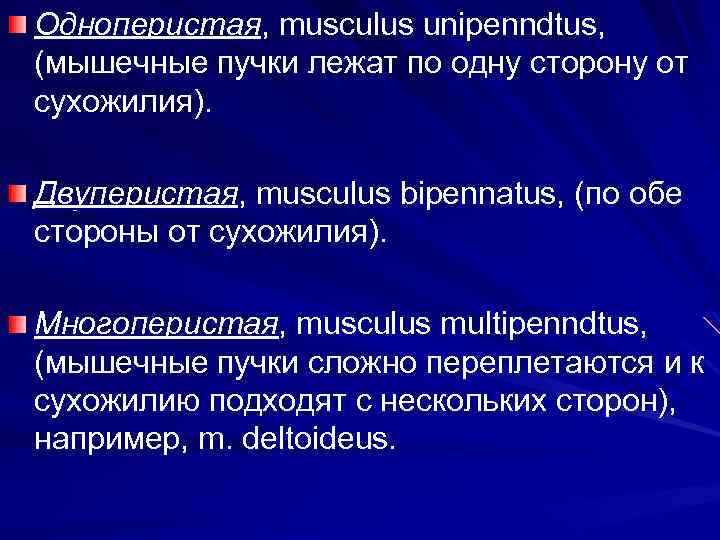 Одноперистая, musculus unipenndtus, (мышечные пучки лежат по одну сторону от сухожилия). Двуперистая, musculus bipennatus,