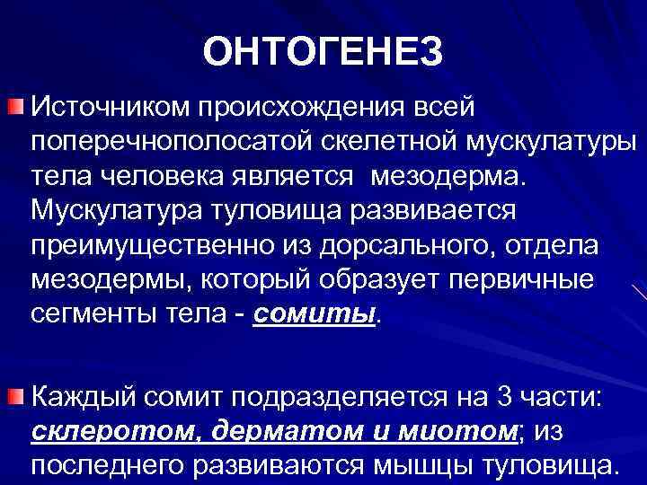 ОНТОГЕНЕЗ Источником происхождения всей поперечнополосатой скелетной мускулатуры тела человека является мезодерма. Мускулатура туловища развивается