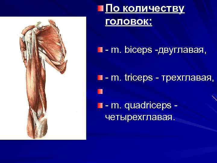 По количеству головок: - m. biceps -двуглавая, - m. triceps - трехглавая, - m.