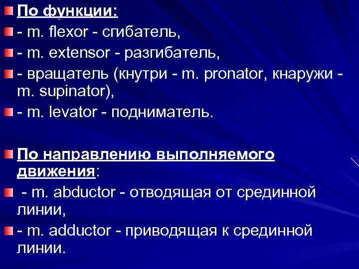 По функции: - m. flexor - сгибатель, - m. extensor - разгибатель, - вращатель