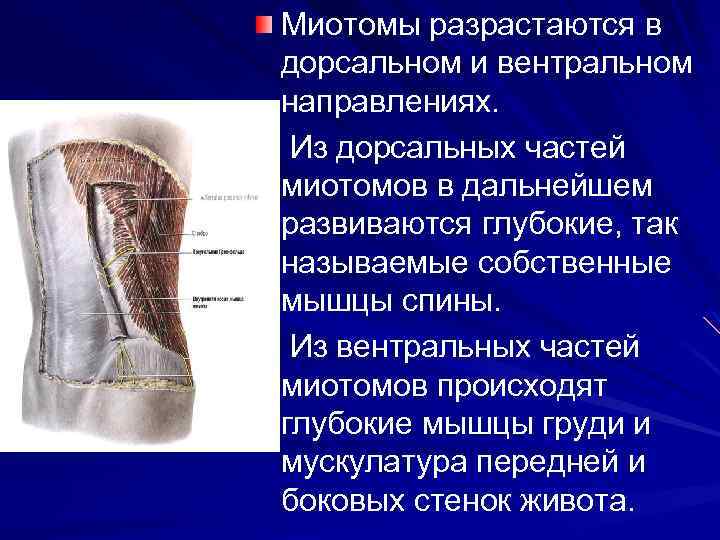 Миотомы разрастаются в дорсальном и вентральном направлениях. Из дорсальных частей миотомов в дальнейшем развиваются