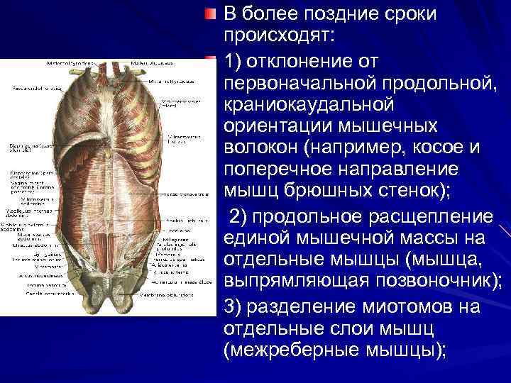В более поздние сроки происходят: 1) отклонение от первоначальной продольной, краниокаудальной ориентации мышечных волокон