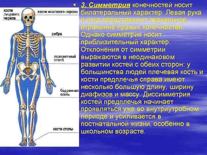 § 3. Симметрия конечностей носит билатеральный характер. Левая рука и нога представляют зеркальное отражение