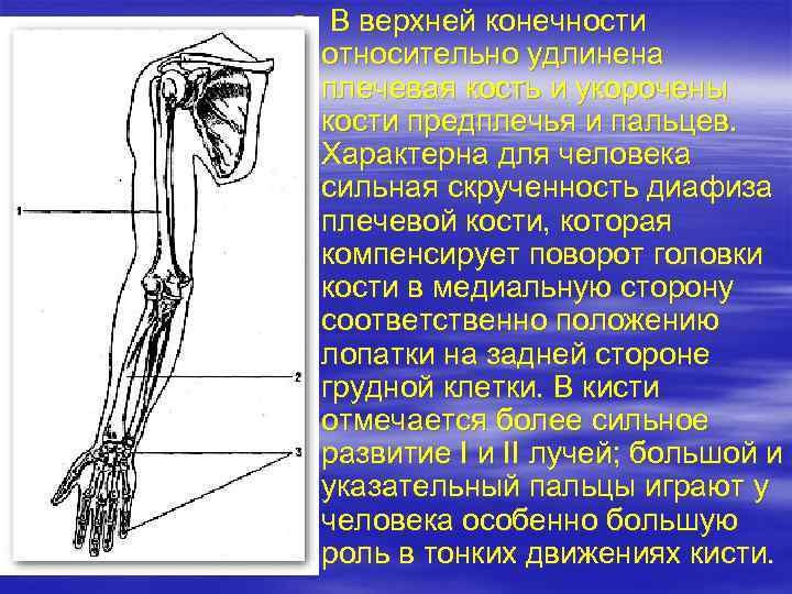 § В верхней конечности относительно удлинена плечевая кость и укорочены кости предплечья и пальцев.