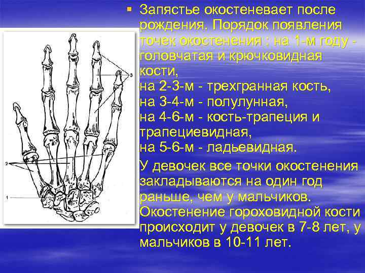 Запястье человека