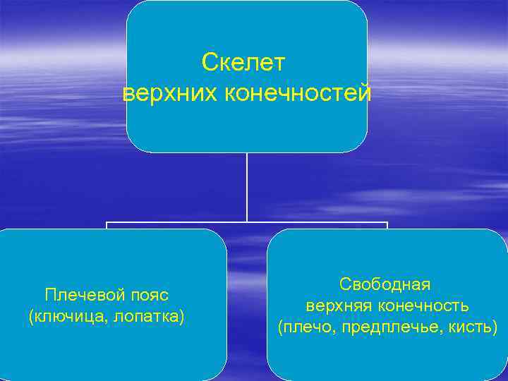 Скелет верхних конечностей Плечевой пояс (ключица, лопатка) Свободная верхняя конечность (плечо, предплечье, кисть) 