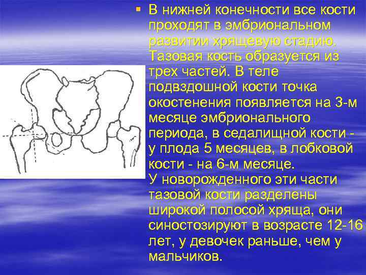 § В нижней конечности все кости проходят в эмбриональном развитии хрящевую стадию. Тазовая кость