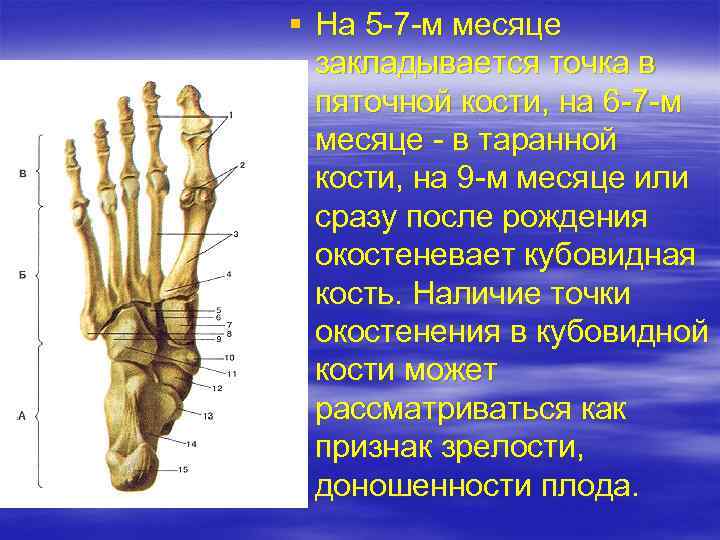 § На 5 -7 -м месяце закладывается точка в пяточной кости, на 6 -7