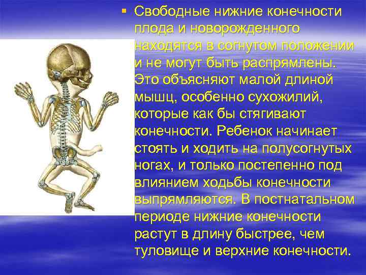 § Свободные нижние конечности плода и новорожденного находятся в согнутом положении и не могут
