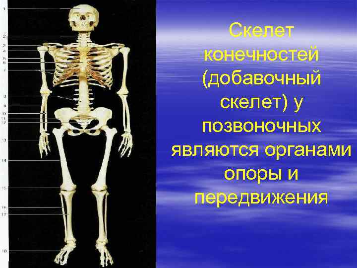 Скелет конечностей (добавочный скелет) у позвоночных являются органами опоры и передвижения 