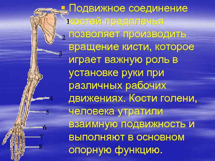 Подвижное соединение между. Соединение костей предплечья. Кости предплечья соединение. Соединение костей предплечья анатомия. Соединение костей предплечья между собой.