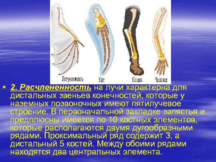 § 2. Расчлененность на лучи характерна для дистальных звеньев конечностей, которые у наземных позвоночных