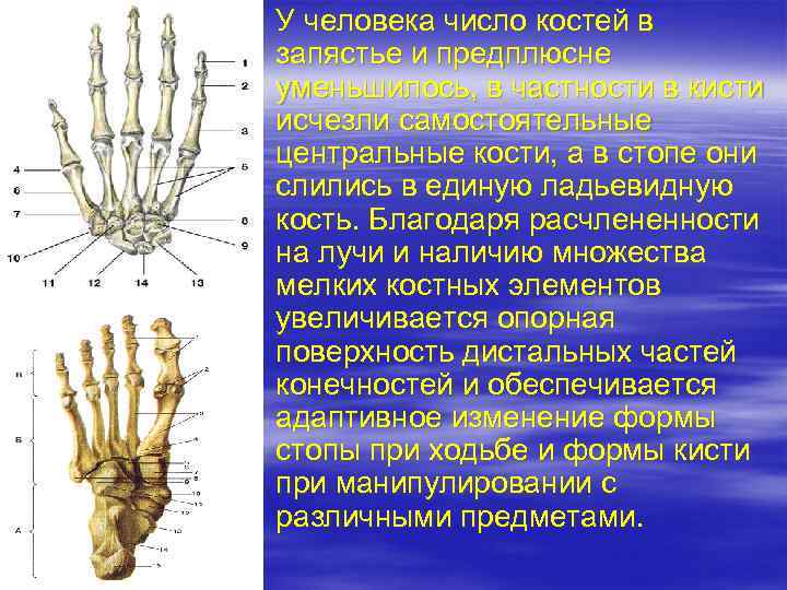 Кости запястья отдел