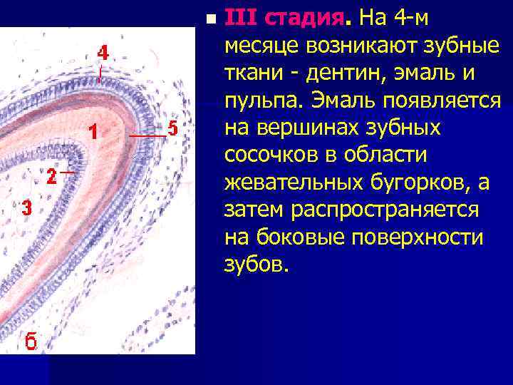 n III стадия. На 4 -м месяце возникают зубные ткани - дентин, эмаль и
