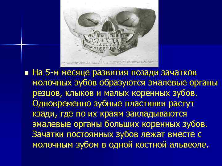 n На 5 -м месяце развития позади зачатков молочных зубов образуются эмалевые органы резцов,