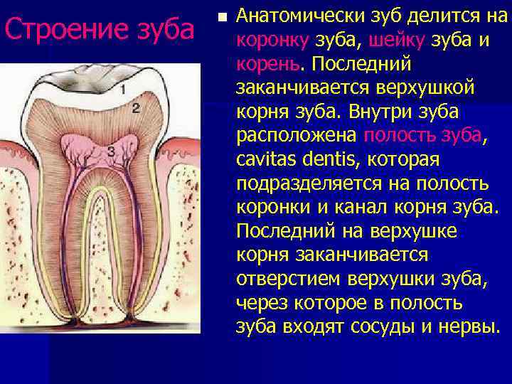 Строение зуба n Анатомически зуб делится на коронку зуба, шейку зуба и корень. Последний