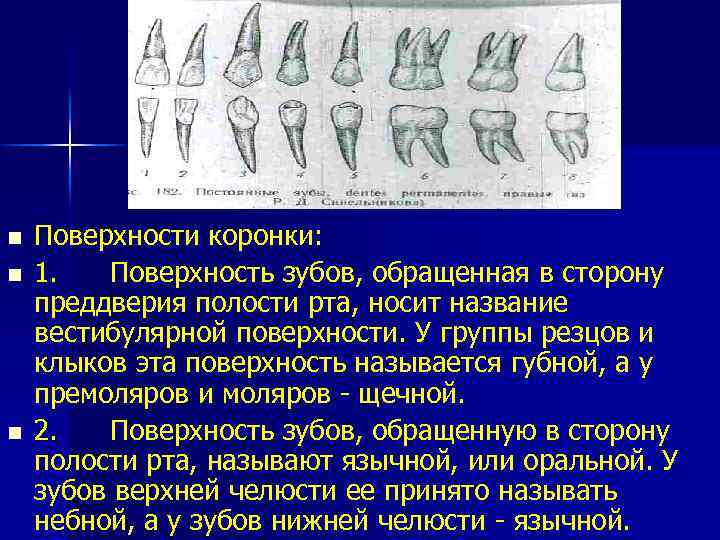 n n n Поверхности коронки: 1. Поверхность зубов, обращенная в сторону преддверия полости рта,