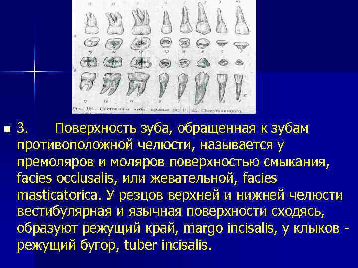 n 3. Поверхность зуба, обращенная к зубам противоположной челюсти, называется у премоляров и моляров