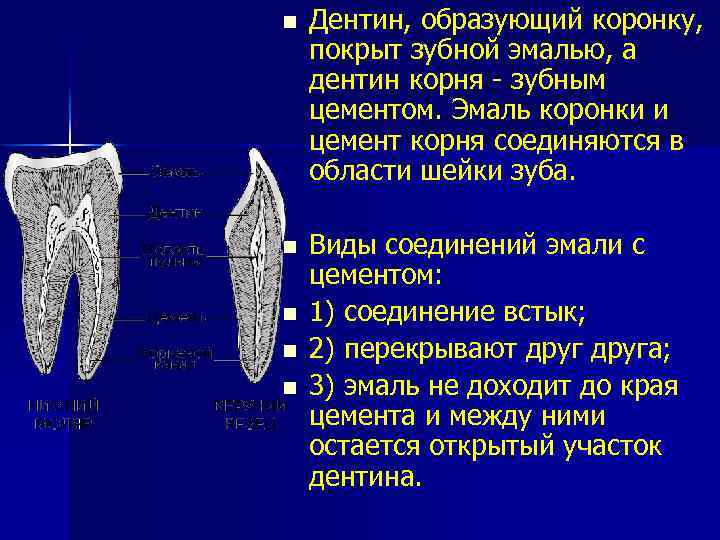 n Дентин, образующий коронку, покрыт зубной эмалью, а дентин корня - зубным цементом. Эмаль