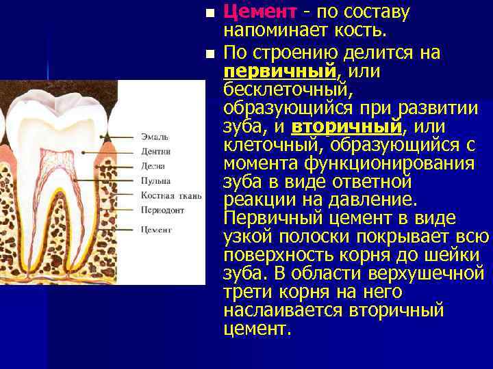 n n Цемент - по составу напоминает кость. По строению делится на первичный, или