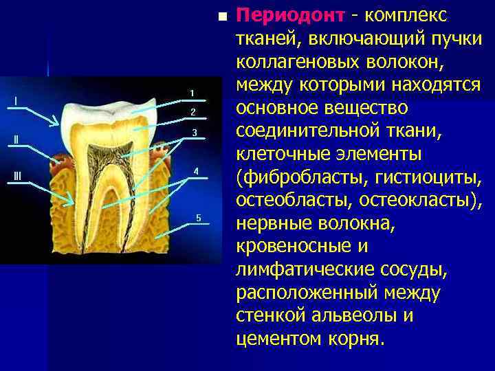 n Периодонт - комплекс тканей, включающий пучки коллагеновых волокон, между которыми находятся основное вещество