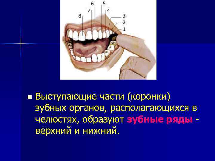 n Выступающие части (коронки) зубных органов, располагающихся в челюстях, образуют зубные ряды - верхний