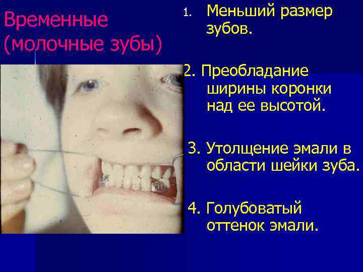 Временные (молочные зубы) 1. Меньший размер зубов. 2. Преобладание ширины коронки над ее высотой.
