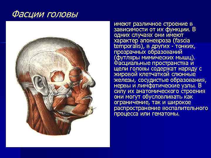 Фасции головы n имеют различное строение в зависимости от их функции. В одних случаях