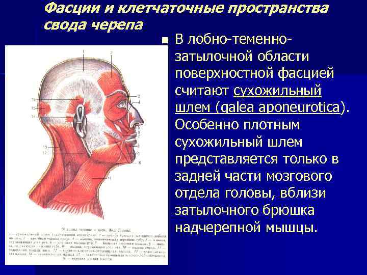 Фасции и клетчаточные пространства свода черепа n В лобно-теменно- затылочной области поверхностной фасцией считают