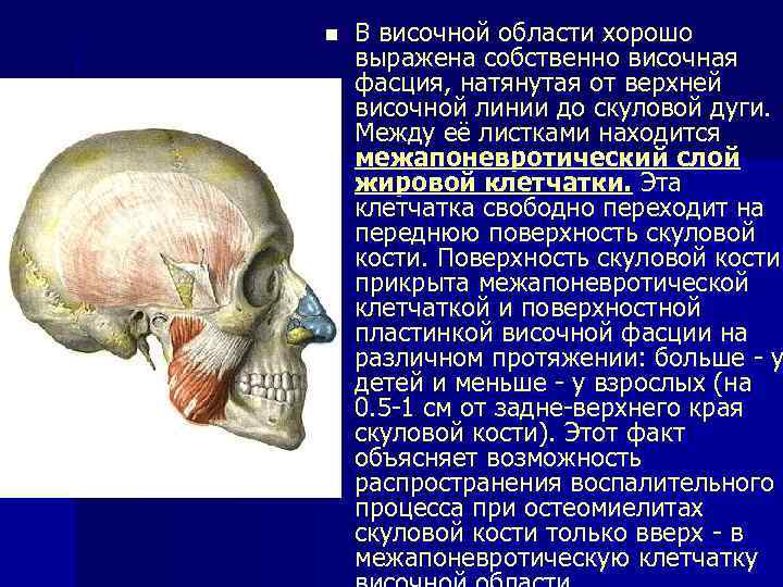 n В височной области хорошо выражена собственно височная фасция, натянутая от верхней височной линии