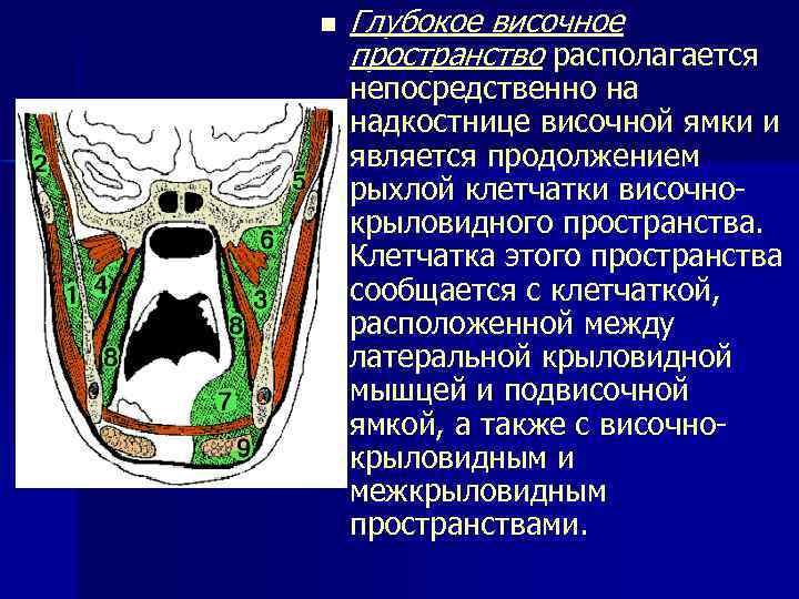 n Глубокое височное пространство располагается непосредственно на надкостнице височной ямки и является продолжением рыхлой