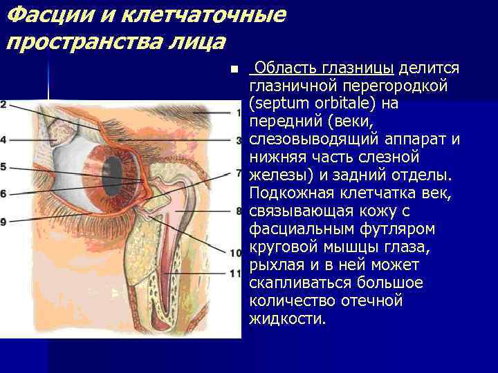 Фасции и клетчаточные пространства лица n Область глазницы делится глазничной перегородкой (septum orbitale) на