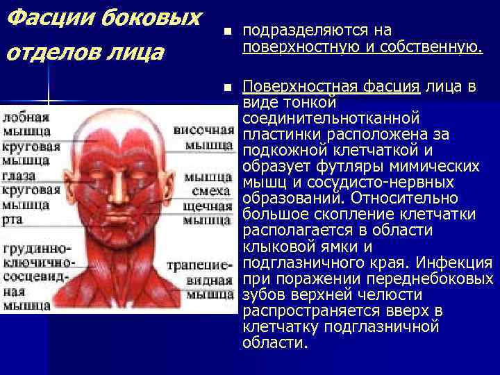 Фасции боковых n подразделяются на отделов лица поверхностную и собственную. n Поверхностная фасция лица