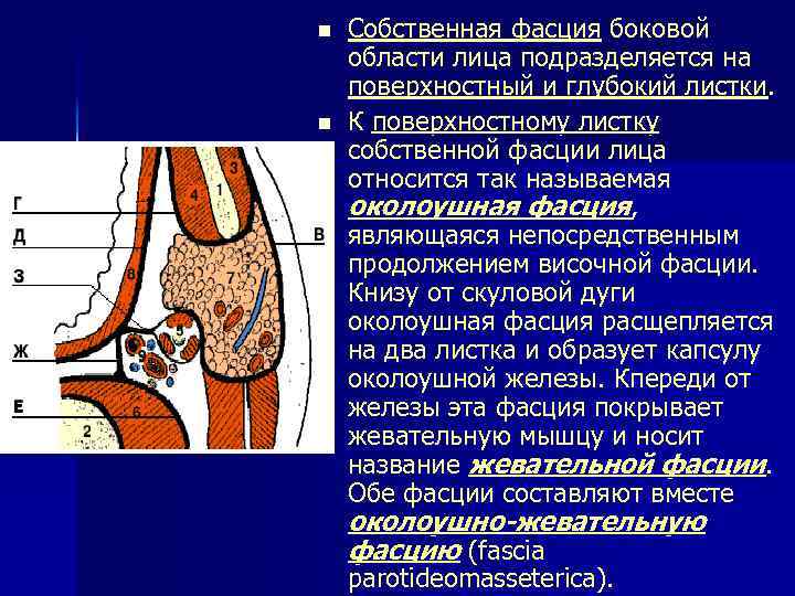 n Собственная фасция боковой области лица подразделяется на поверхностный и глубокий листки. n К
