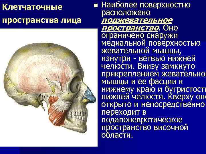 Клетчаточные n Наиболее поверхностно расположено пространства лица поджевательное пространство. Оно ограничено снаружи медиальной поверхностью