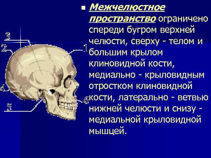 n Межчелюстное пространство ограничено спереди бугром верхней челюсти, сверху - телом и большим крылом