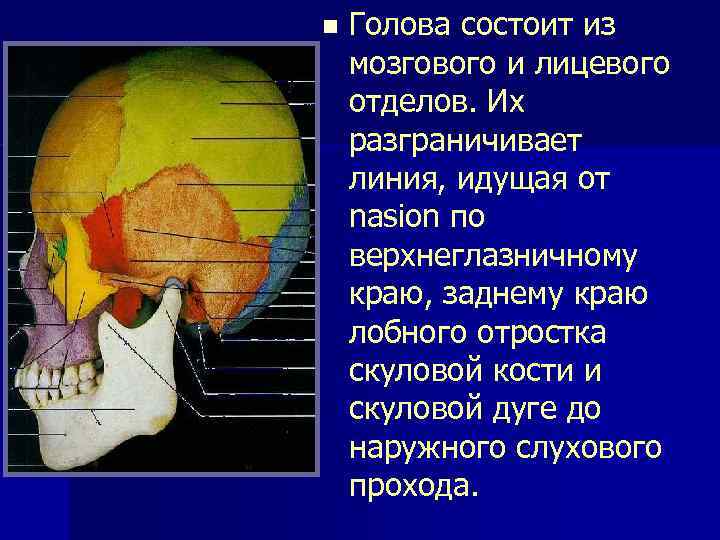 n Голова состоит из мозгового и лицевого отделов. Их разграничивает линия, идущая от nasion