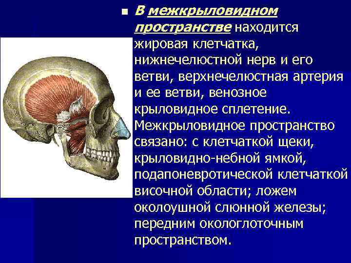 n В межкрыловидном пространстве находится жировая клетчатка, нижнечелюстной нерв и его ветви, верхнечелюстная артерия