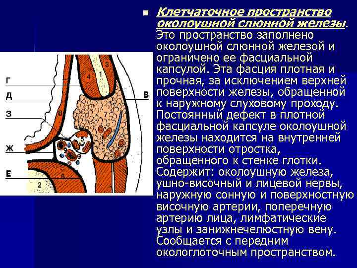 n Клетчаточное пространство околоушной слюнной железы. Это пространство заполнено околоушной слюнной железой и ограничено