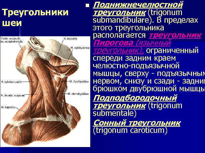  n Поднижнечелюстной Треугольники треугольник (trigonum шеи submandibulare). В пределах этого треугольника располагается треугольник