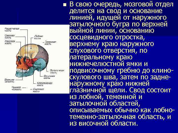 n В свою очередь, мозговой отдел делится на свод и основание линией, идущей от