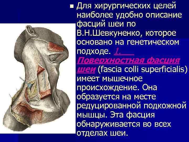 n Для хирургических целей наиболее удобно описание фасций шеи по В. Н. Шевкуненко, которое