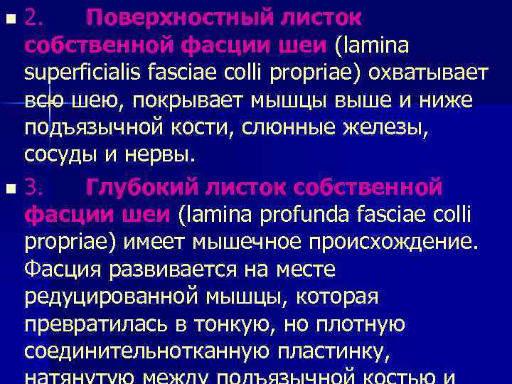 n 2. Поверхностный листок собственной фасции шеи (lamina superficialis fasciae colli propriae) охватывает всю