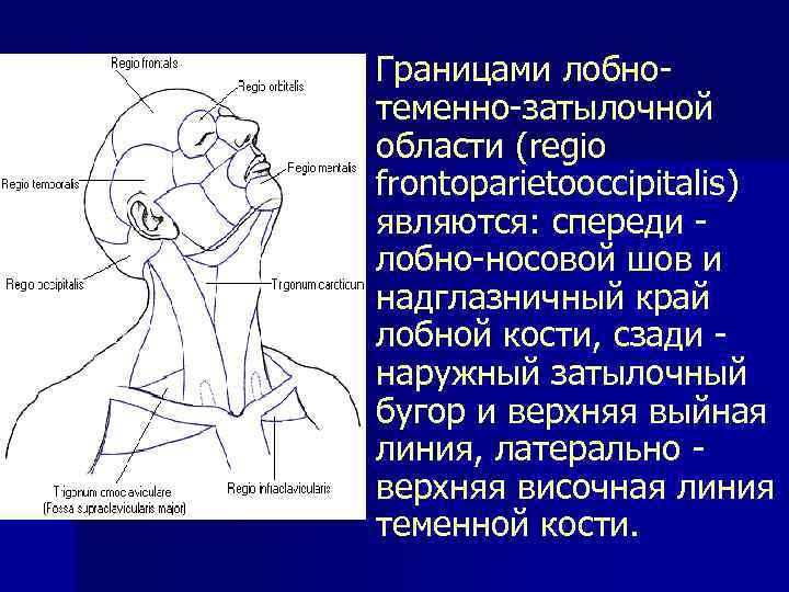 n Границами лобно- теменно-затылочной области (regio frontoparietooccipitalis) являются: спереди - лобно-носовой шов и надглазничный