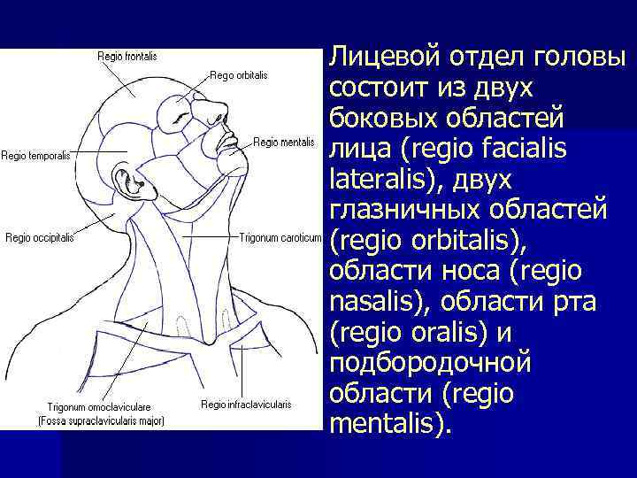 n Лицевой отдел головы состоит из двух боковых областей лица (regio facialis lateralis), двух